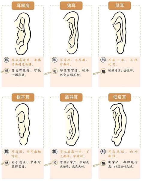 耳朵反骨面相|面相耳朵图解【最详细版】 – 杨易德全集官网